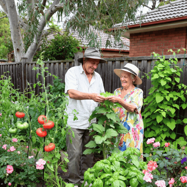 Older Italian-Australian couple gardening in Preston VIC backyard with tomato plants on stakes, zucchini, basil, roses and other vegetables under eucalyptus tree.